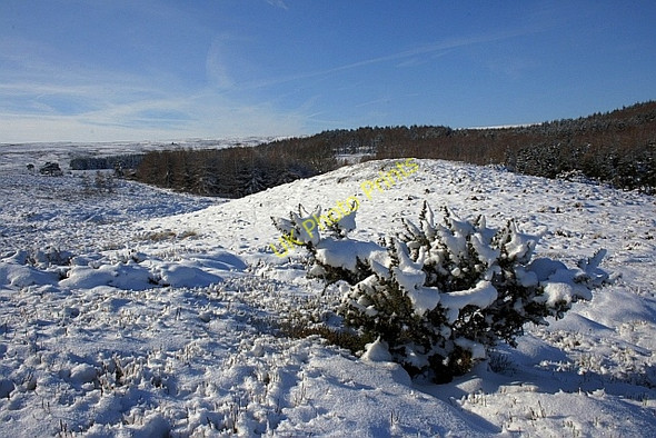 Photo 6"x4" Westworth Plantation Guisborough c2010