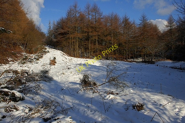 Photo 6"x4" Wileycat  Wood Charlton\/NZ6415 c2010