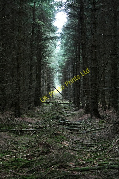 Photo 6"x4" Tree Ranks in Cropton Forest Stape c2008