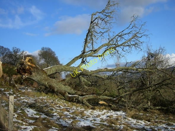 Photo 6"x4" Winter storm casualty, Kilmorack Kilmorack c2010