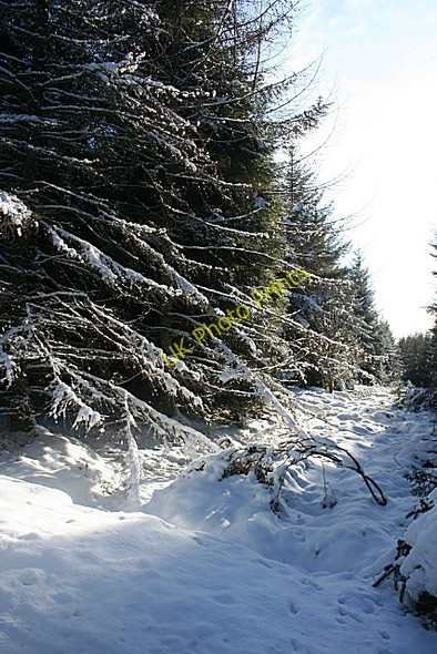 Photo 6"x4" Green Hill Plantation Berryhillock\/NJ5060 c2010