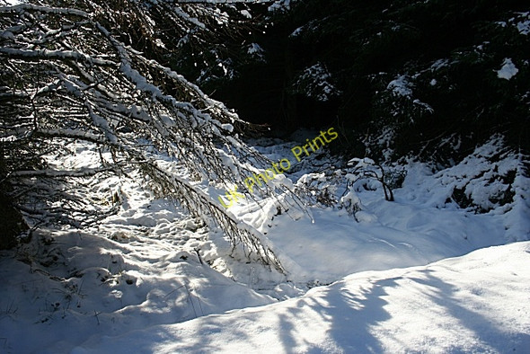 Photo 6"x4" Snow-laden Branches Berryhillock\/NJ5060 c2010
