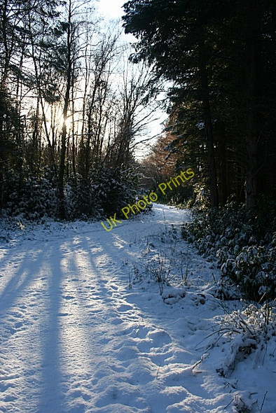 Photo 6"x4" Track to the Bin Cullen\/NJ5167 c2010