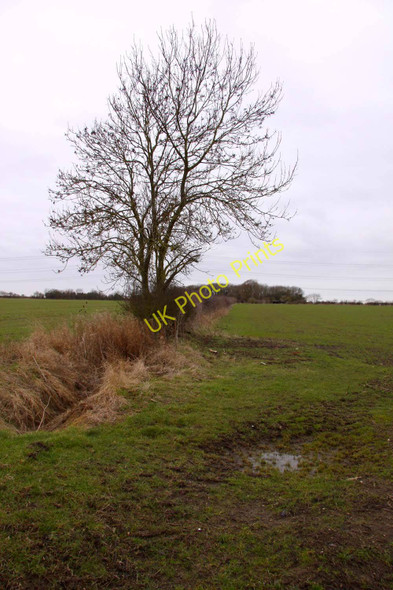 Photo 6"x4" Hedgerow in a field near Waterperry Waterperry\/SP6206 c2010