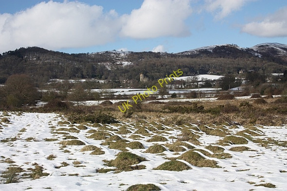 Photo 6"x4" Ant hills on Castlemorton Common Chandler's Cross\/SO7738 c2010