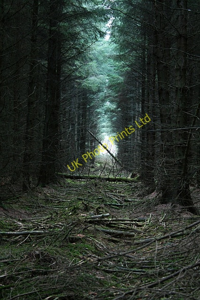 Photo 6"x4" Tree Ranks in Cropton Forest (2) Stape c2008