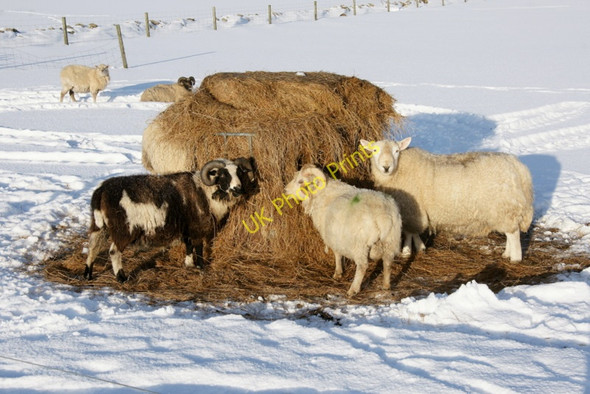 Photo 6"x4" Sheep feeding on silage in the snow, Baltasound Baltasound c2010