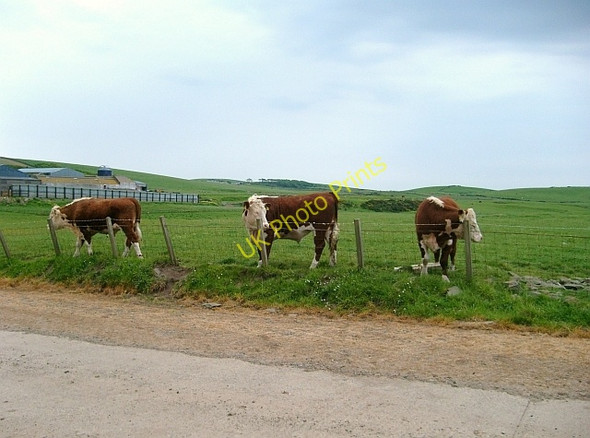 Photo 6"x4" Hereford beef cattle Mains of Airies c2008