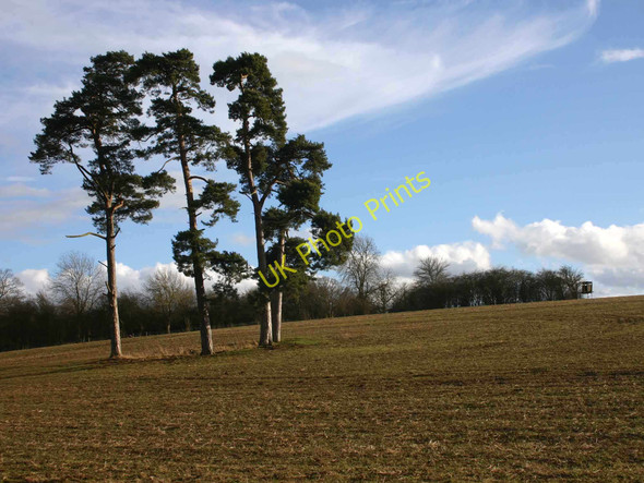 Photo 6"x4" Four trees in a field Ettington c2010