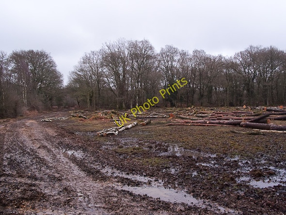 Photo 6"x4" Clear-felling outside Vinney Ridge Inclosure Bank\/SU2807 c2010