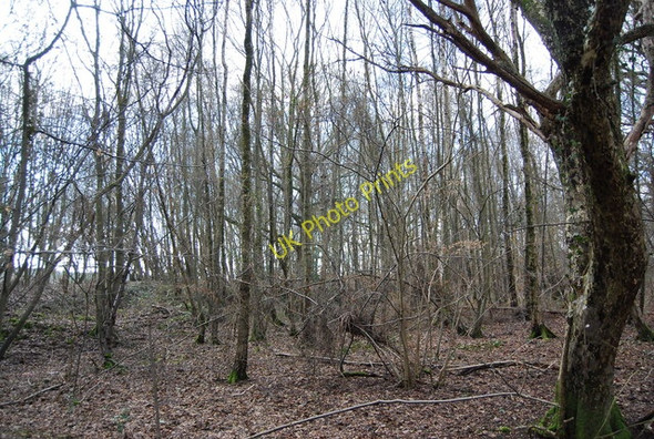 Photo 6"x4" Lower Hucksteep Wood Mountfield\/TQ7320 c2009
