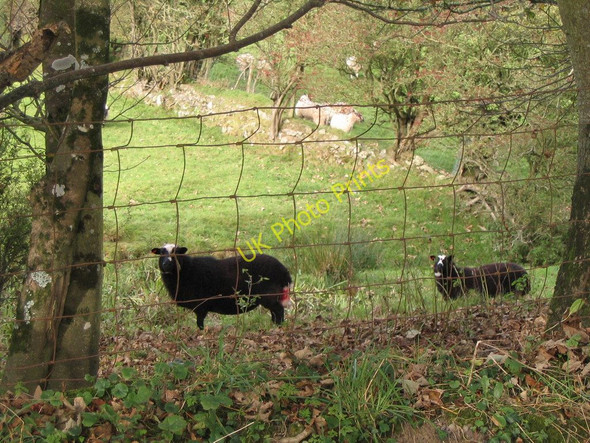 Photo 6"x4" Sheep alongside Pen Y Rhiw road Cardigan\/Aberteifi c2009
