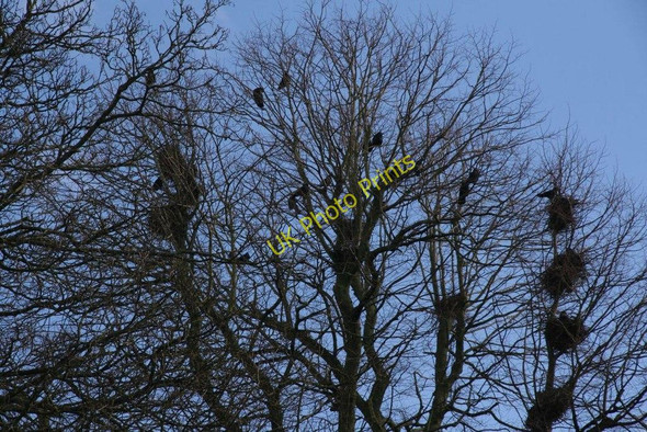 Photo 6"x4" Rookery by the church Compton\/SU5280 c2010