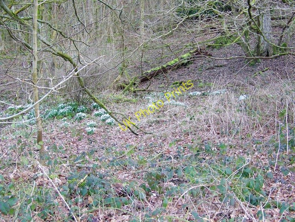 Photo 6"x4" Snowdrops near Wardour Castle Wardour c2010