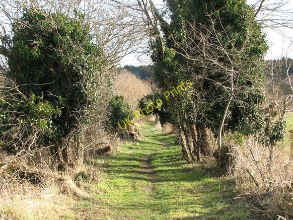 Photo 6"x4" Path to the River Thet east of Bridgham Brettenham\/TL9383 c2010