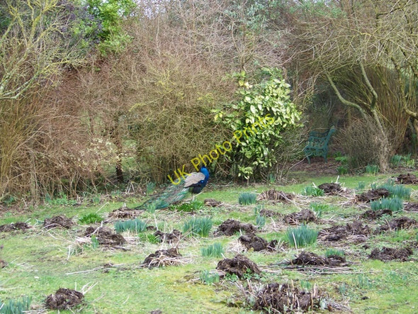 Photo 6"x4" Peacock, Damerham North End\/SU1016 c2010