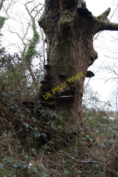 Photo 6"x4" Tree fungus Inverkip c2010