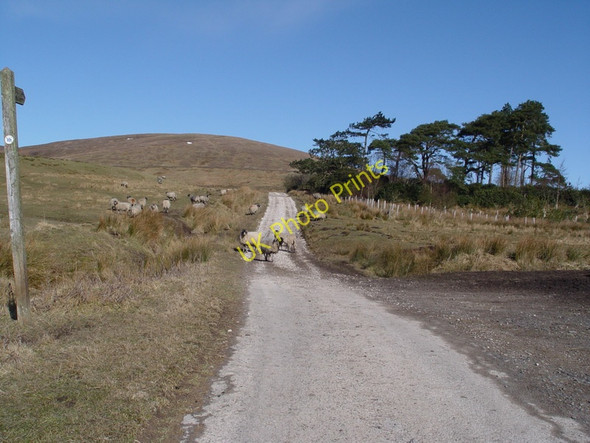 Photo 6"x4" Track To Burnslack Chipping\/SD6243 c2010