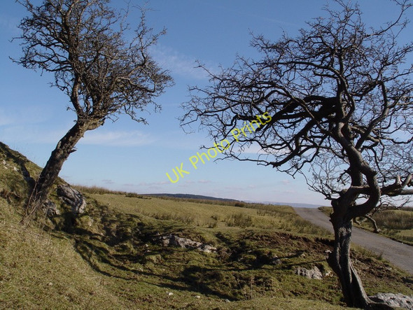 Photo 6"x4" Gnarled Trees Above Hodder Valley Fair Oak\/SD6446 c2010