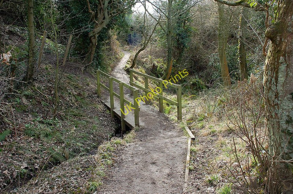 Photo 6"x4" Woodland path in Wirral Country Park Heswall c2010