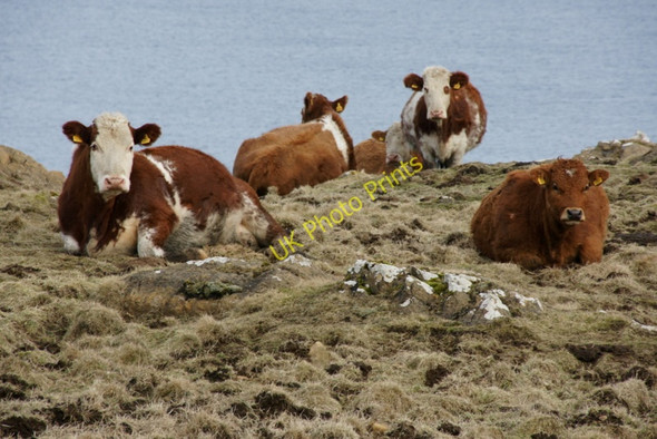 Photo 6"x4" Cattle near Hagdale Clibberswick c2010 P1