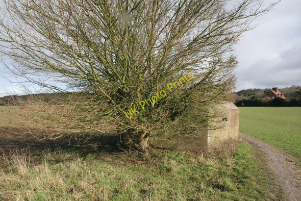 Photo 6"x4" Tree by the pillbox Little Heath\/SU6573 c2010