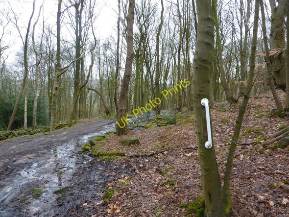 Photo 6"x4" Path through a wood, with white screw-on handle Belper Lane End c2010