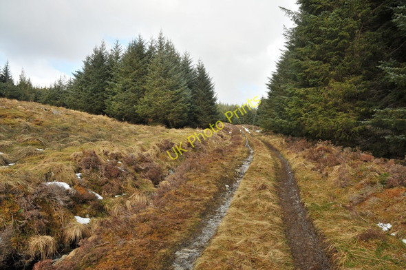 Photo 6"x4" Forest track in Strathbran Plantation Viaduct Plantation c2010