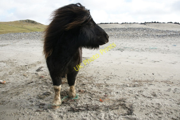 Photo 6"x4" Pony on Lund beach Underhoull c2010