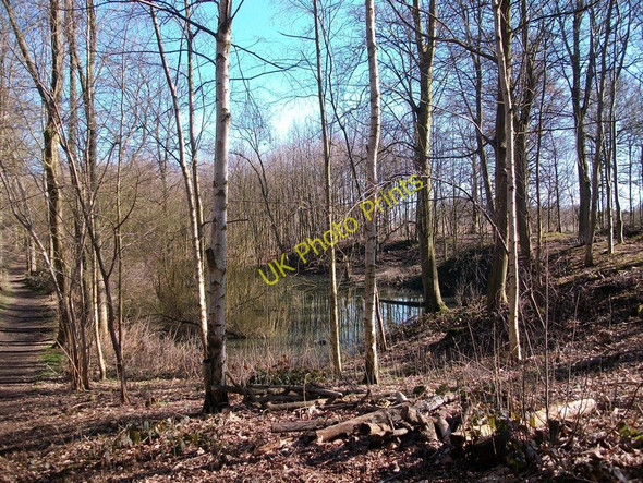 Photo 6"x4" Pond in Belt Plantation Burlingham Woods North Burlingham c2010