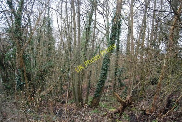Photo 6"x4" Hanger Wood by Tong Rd Chillmill c2010