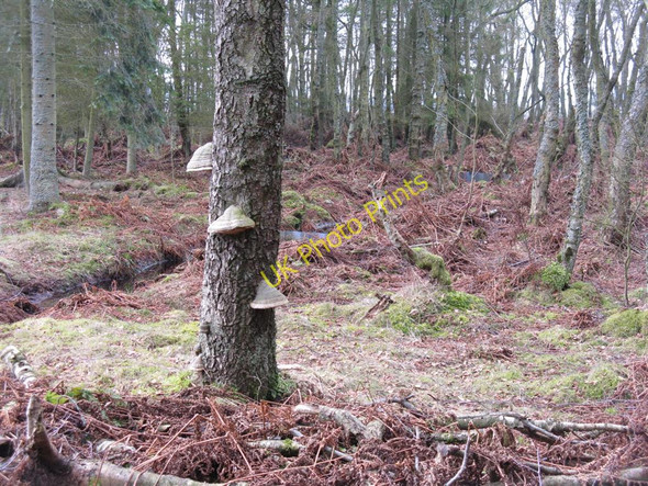 Photo 6"x4" Hoof fungus on birch at Portmoak Moss Kinnesswood c2010