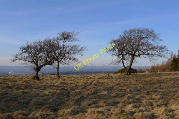 Photo 6"x4" Trees on the ridge above Scone Corsiehill c2010