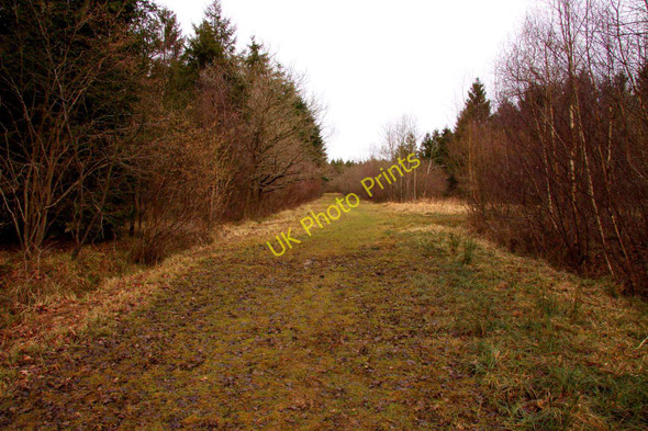 Photo 6"x4" Track junction in Bernwood Forest Horton-cum-Studley c2010