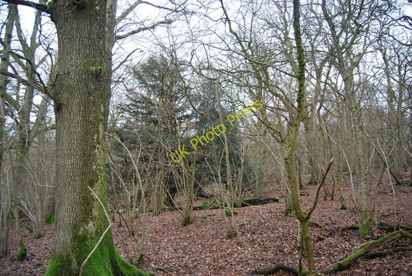 Photo 6"x4" Brooklands Wood in winter Lamberhurst Quarter c2010
