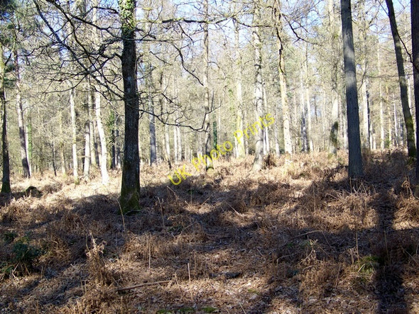 Photo 6"x4" Spring sunshine in Holmhill Inclosure Emery Down c2010