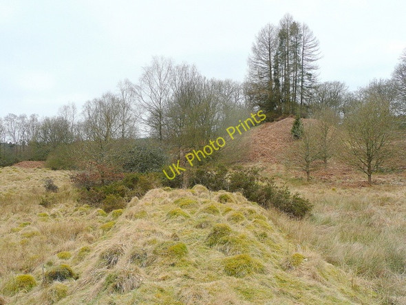 Photo 6"x4" Rough ground in the Forest of Dean Yorkley Slade c2010