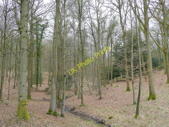 Photo 6"x4" Beech and oak forest Lower Soudley c2010