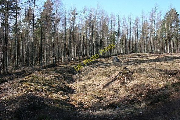 Photo 6"x4" Quarrywood Henge Quarrywood c2010