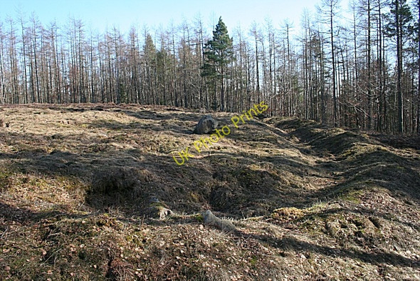 Photo 6"x4" Quarrywood Henge Quarrywood c2010 P1