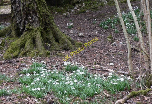Photo 6"x4" Snowdrops in Newfarm Plantation Bepton c2010