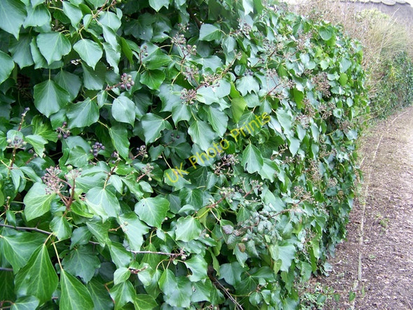 Photo 6"x4" Ivy covered wall, Sidlesham Street End\/SZ8599 c2010