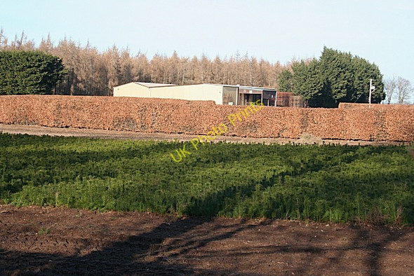 Photo 6"x4" Newton Nursery Newton\/NJ1663 c2010