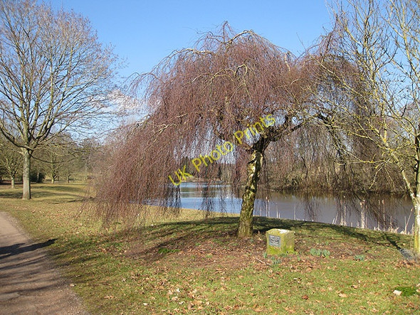 Photo 6"x4" Weeping birch by Hartleton Water Shutton c2010
