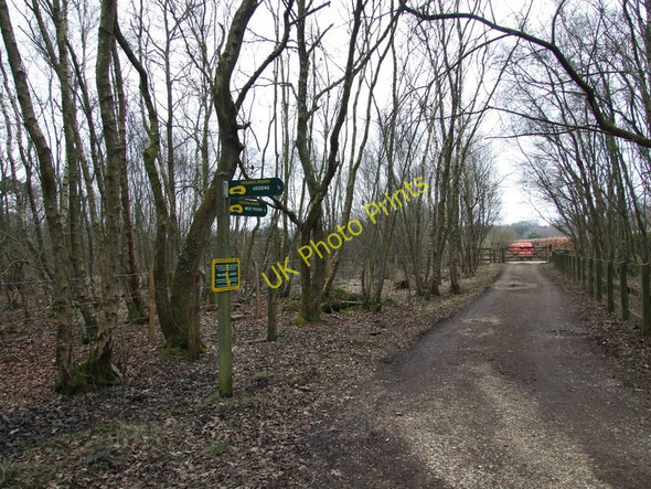 Photo 6"x4" Forest trail, West Moors Ameysford c2010