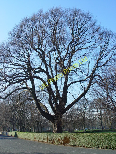 Photo 6"x4" Woodland Tree in Pearson Park, Hull Kingston upon Hull c2008
