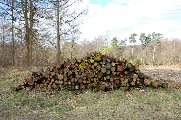 Photo 6"x4" Log Pile in Brede high woods Chitcombe c2010