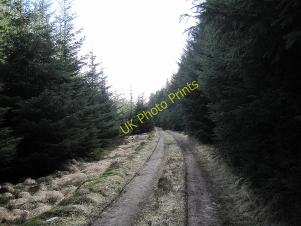 Photo 6"x4" Bridleway near High Hawkope Hawkhope\/NY7188 c2010