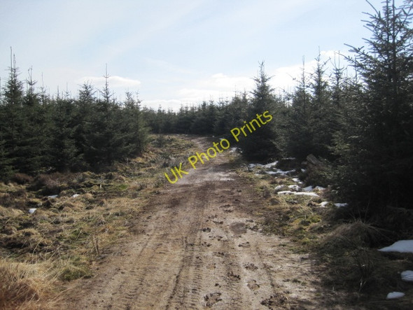 Photo 6"x4" Bridleway leading to Black Belling Hawkhope\/NY7188 c2010