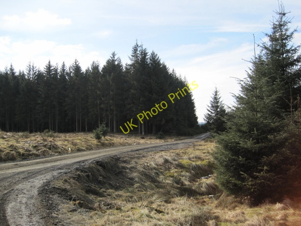 Photo 6"x4" Forestry Road near Bellingburn Head Hawkhope\/NY7188 c2010
